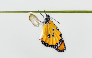 LMW - Transforming HR